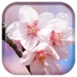 Logo of Sakura Live Wallpaper android Application 